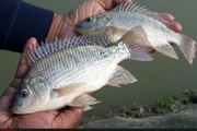 فرماندار بافق: پرورش ماهی تیلاپیا در محیط های بسته