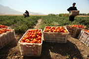 ۳۰ هزار تن گوجه فرنگی در بخش ارم دشتستان تولید شد