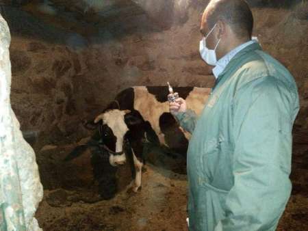 واکسیناسیون پیشگیری از بیماری تب برفکی در 58 روستای کامیاران انجام شد