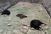 حمله حیوان درنده ناشناخته به روستای دهنو+ عکس های دلخراش