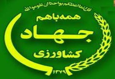 پیش بینی تولید 260 تن زعفران خشک در خراسان رضوی