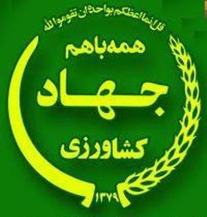 پیش بینی تولید 260 تن زعفران خشک در خراسان رضوی