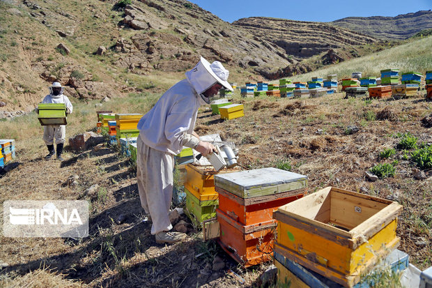 سالانه بیش از سه هزار تن عسل در همدان تولید می‌شود