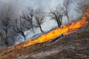 عامل آتش سوزی اراضی جنگلی کازرون دستگیر شد