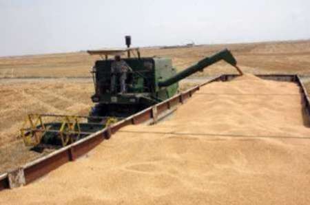 خرید 960 هزار تن گندم درگلستان  ظرفیت نیمی از مراکز پر شد
