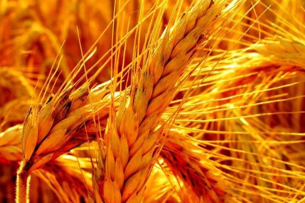 160 هزار تن گندم در استان تهران تولید شد