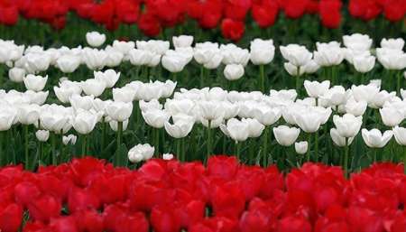 خودنمایی لاله سفید البرز در نوزدهمین جشنواره لاله ها