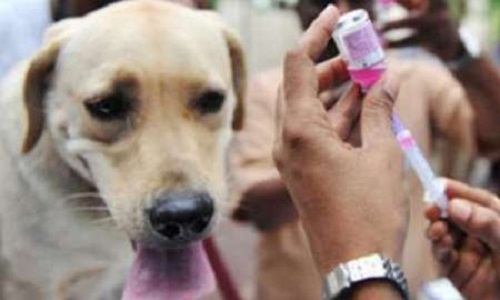 316 قلاده سگ در عنبرآباد علیه بیماری هاری واکسینه شدند