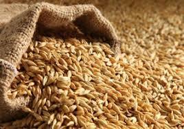 توزیع  بیش از 700 تن انواع بذور گندم آبی و دیم در بین کشاورزان ‏