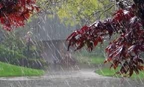ادامه بارش باران تا پنجشنبه در گیلان  پایان هفته شرایط برای برداشت برنج مساعد می شود