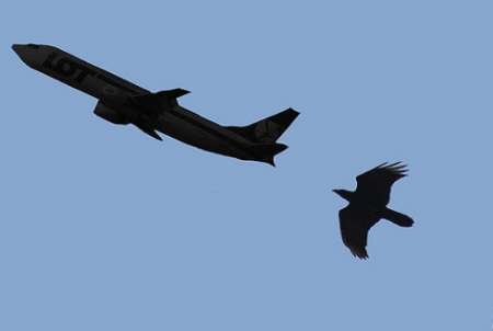 پرنده مهاجر، هواپیمای لوفت هانزا را در فرودگاه امام‌ زمینگیر کرد