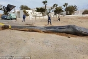 ۲۹ کیلو پلاستیک از لاشه یک نهنگ پیدا شد+ عکس
