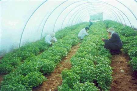 فرماندار چالدران: دولت برای توسعه اشتغال کشاورزی وام کم بهره می دهد
