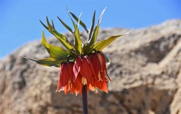 ممنوعیت ورود خودرو به دشت لاله کوهرنگ از سال آینده