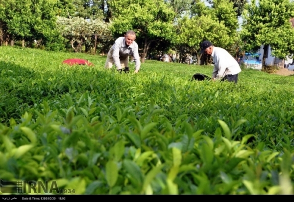 گمنامی ، سرنوشت سالم ترین چای تولیدی جهان در مازندران