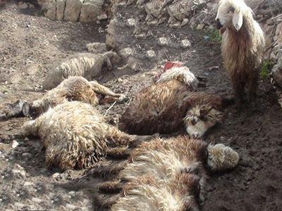وحوش 94 نوبت به دامداران و کشاورزان خراسان شمالی حمله کردند