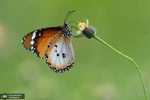 منتخب تصاویر امروز جهان- 2 آبان