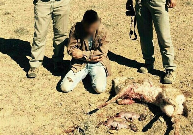شکارچیان غیرمجاز در استان کرمانشاه بیش از یک میلیارد ریال جریمه شدند