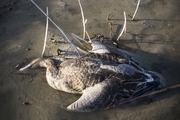 مشاهده آنفلوآنزای فوق حاد پرندگان در تالاب میقان اراک