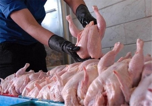 امروز ۱۷ تن مرغ در بازار ملایر توزیع شد