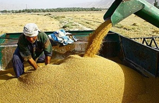 90 هزارتن گندم از کشاورزان بوشهر خریداری شد