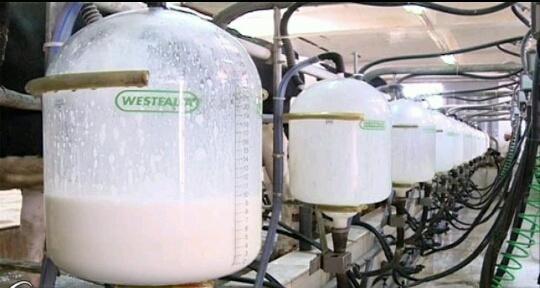 نظرآباد برای هر ایرانی سالانه 3 لیتر شیر تولید می‌کند