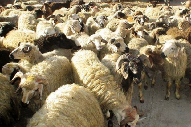 58راس گاو و گوسفند قاچاق در  میناب کشف شد