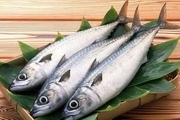 قیمت ماهی سفید دریایی کیلویی 140 هزار تومان
