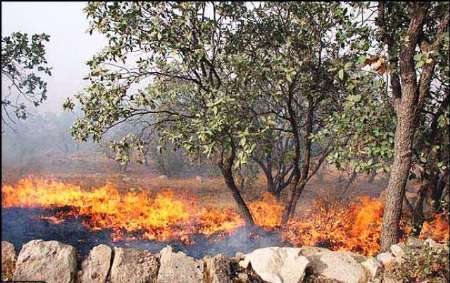 آتش سوزی در 282 هکتار از جنگل‌های کهگیلویه و بویراحمد در سال جاری