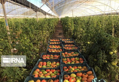 معاون استاندار همدان: شهرک گلخانه درگزین ۲ هزار و ۱۰۰ شغل ایجاد می‌کند