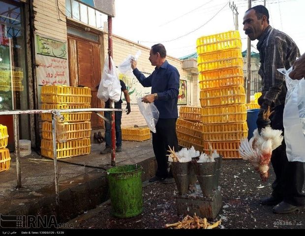 زنده فروشی ۵۰ درصد مرغ تولیدی در خوزستان