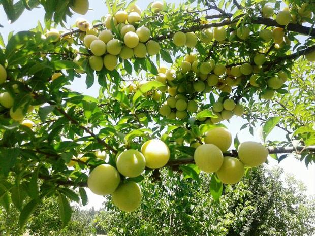 سرما به 500 هکتار از باغات سلسله خسارت زد