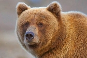 تشدید حفاظت از خرس قهوه ای در سبلان
