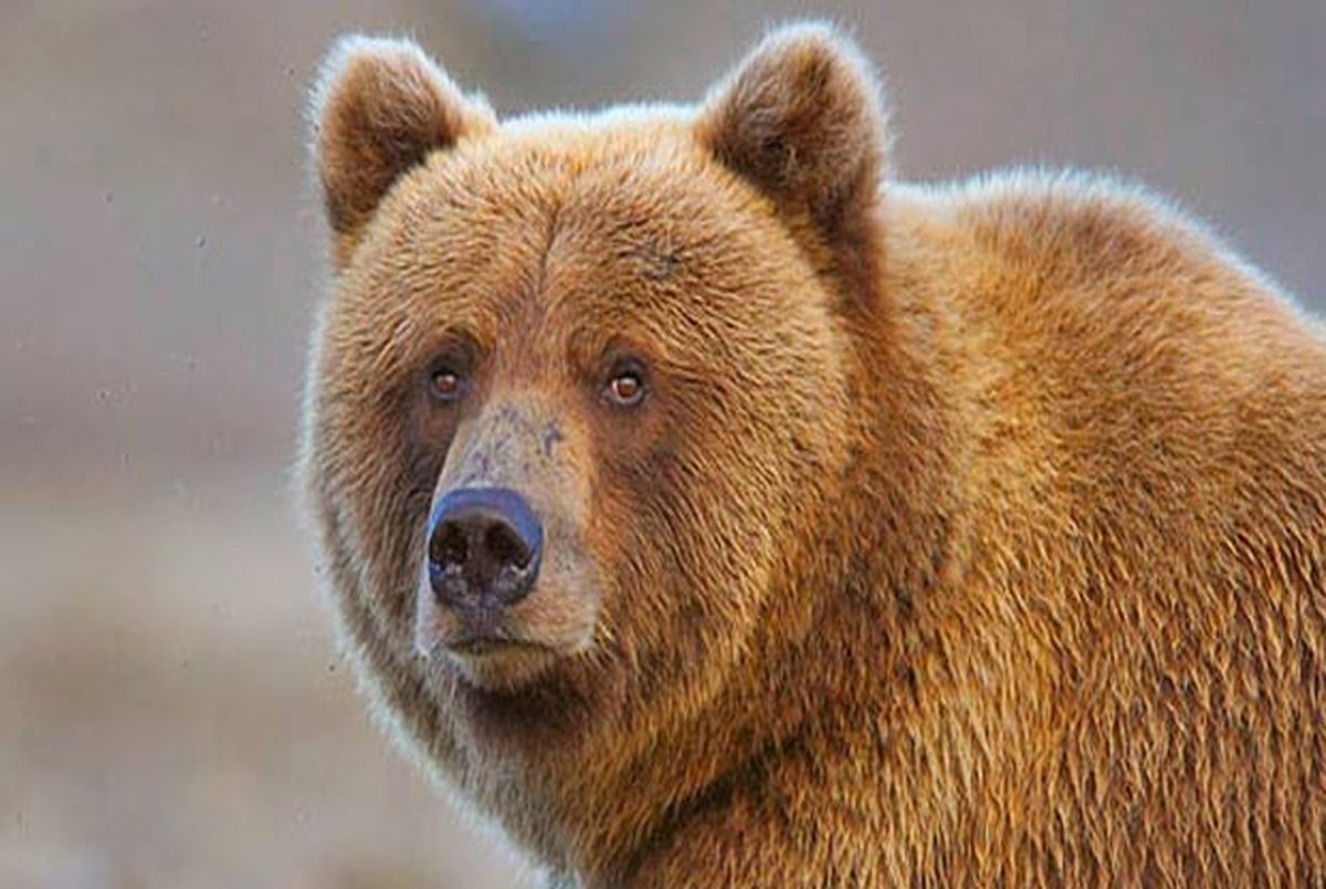 ورود خرس به محوطه بیمارستانی در روسیه