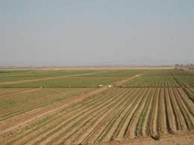 200 هزار هکتار از اراضی کشت پاییزه کردستان سبز شد