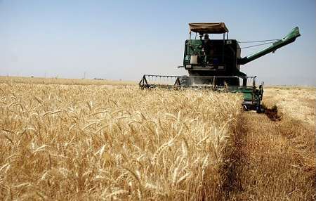 پایان برداشت گندم در خرمشهر خرید21 هزار تن گندم از کشاورزان
