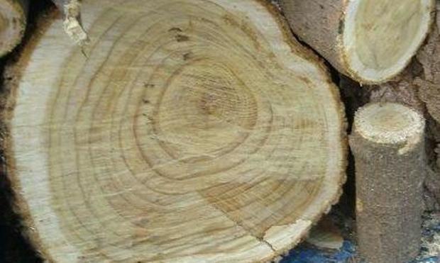 قاچاقچی 10 تن چوب جنگلی در اردبیل دستگیر شد