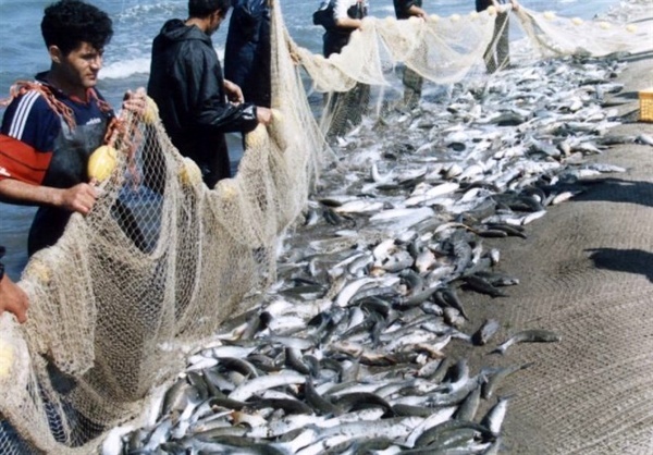 رشد 12 درصدی صید ماهیان استخوانی در مازندران