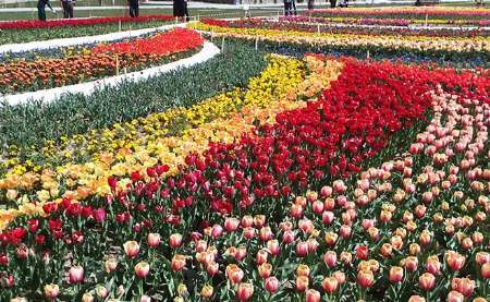 ارومیه به قطب تولید و صادرات گل لاله در کشور تبدیل می شود