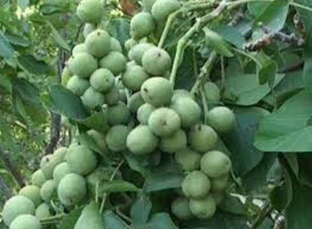 20 هکتار باغ با نهال گردوی پیوندی در خراسان شمالی ایجاد می شود