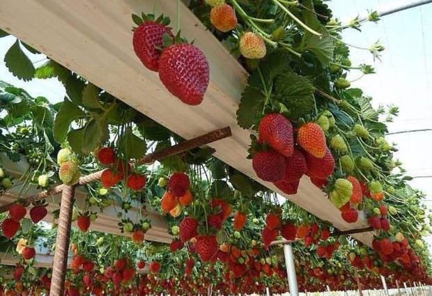 640 تن توت فرنگی امسال در قزوین تولید می شود