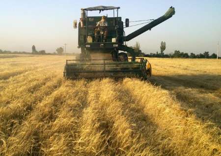 800 تن گندم مازاد بر مصرف کشاورزان گچساران خریداری شد