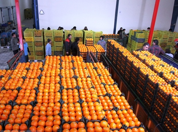 142 تن میوه با نرخ مصوب در خراسان رضوی توزیع شد