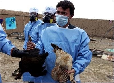 شناسایی نخستین کانون آنفلوانزای فوق حاد پرندگان در یاسوج