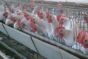 مرغ گران می شود / مرغ ایران، ارزان ترین است!