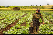 نقش  انکار ناشدنی زنان در توسعه کشاورزی و امنیت غذایی کشور