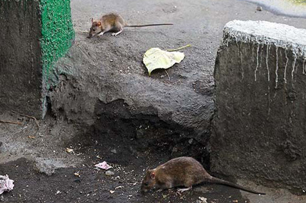 موش های نروژی گریبانگیر محیط شهری ساوه