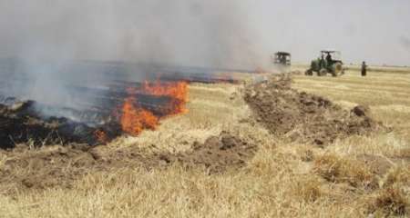 جهاد کشاورزی فارس: گندمکاران از آتش زدن بقایای محصول بپرهیزند