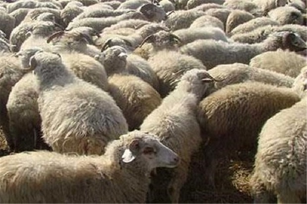 13 هزار و 500 راس گوسفند از اروندرود وارد کشور شد