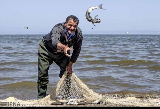 83 درصد افزایش صید ماهیان استخوانی در گیلان